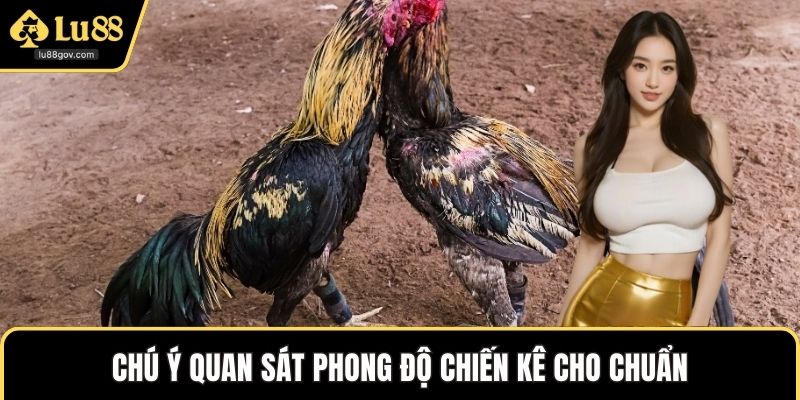 Chú ý quan sát phong độ chiến kê cho chuẩn